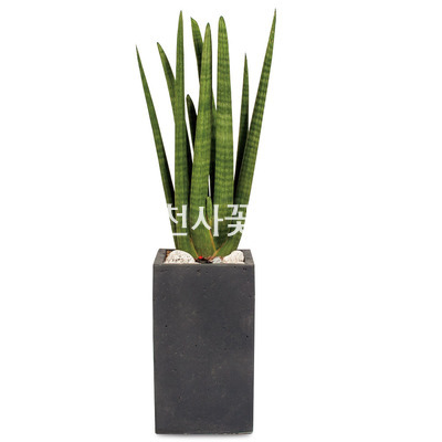 스투키 사각 고급분