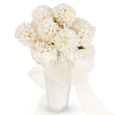 화이트 히야신스